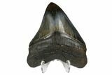 Serrated, Fossil Megalodon Tooth - Polished Tip #173900-2